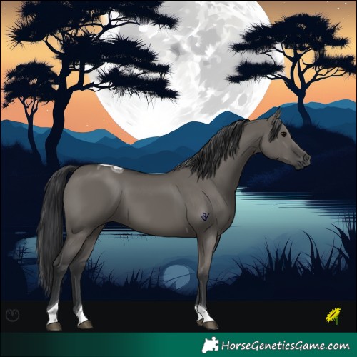 Horse Color:Grullo Tobiano 