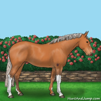Horse Color:Silver Bay 