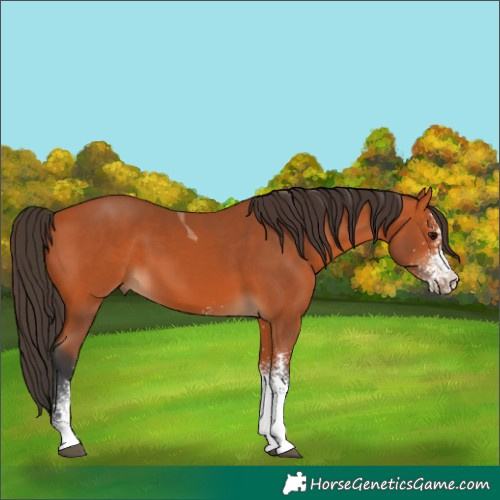 Horse Color:White Spotted Bay Tobiano 