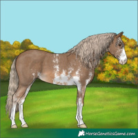 Horse Color:Chocolate Palomino Sabino 