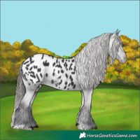 Horse Color:Black Appaloosa Rabicano 