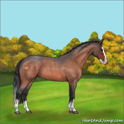 Horse Color:Bay Roan Splash 