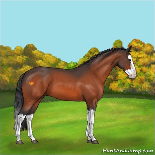 Horse Color:Bay Roan Splash 