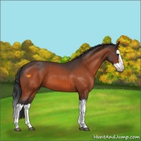 Horse Color:Bay Roan Splash 