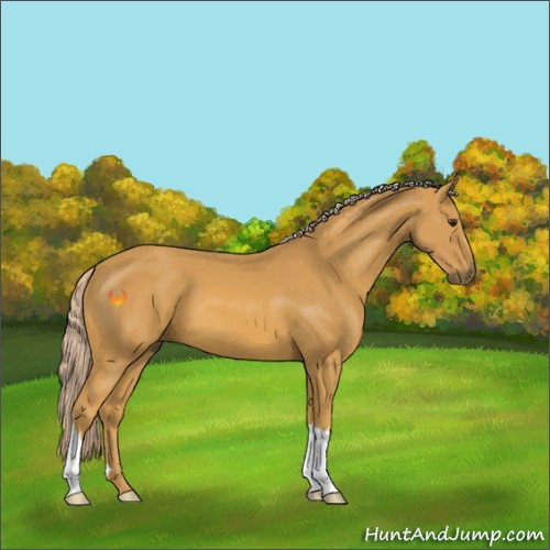 Horse Color:Palomino 