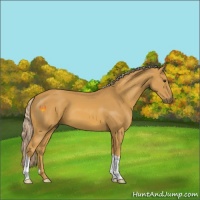 Horse Color:Palomino 