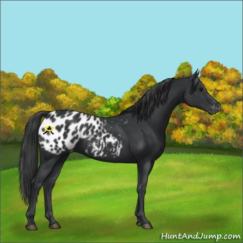 Horse Color:Black Appaloosa 