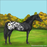Horse Color:Black Appaloosa 