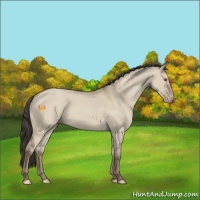 Horse Color:Classic Champagne Dun 