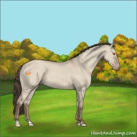 Horse Color:Classic Champagne Dun 