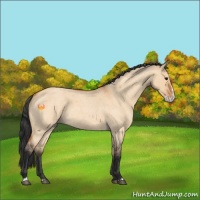 Horse Color:Bay Roan Dun Splash 