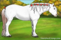 Horse Color:Brown Appaloosa Rabicano 