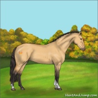 Horse Color:Buckskin Dun Tobiano 
