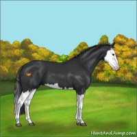 Horse Color:Black Splash 