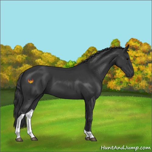 Horse Color:Black Tobiano 