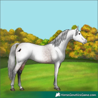 Horse Color:Gray Bay 