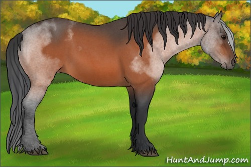 Horse Color:Bay Roan 