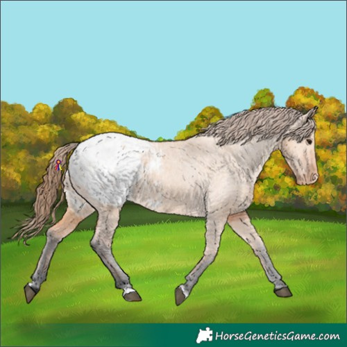 Horse Color:Bay Dun Appaloosa 