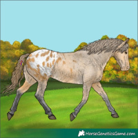 Horse Color:Buckskin Appaloosa 