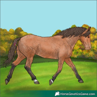 Horse Color:Bay Appaloosa 