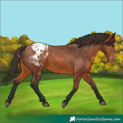 Horse Color:Bay Appaloosa 