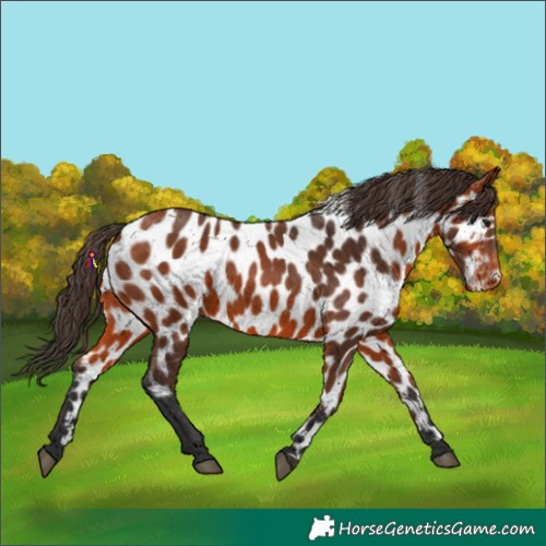 Horse Color:Bay Near Leopard