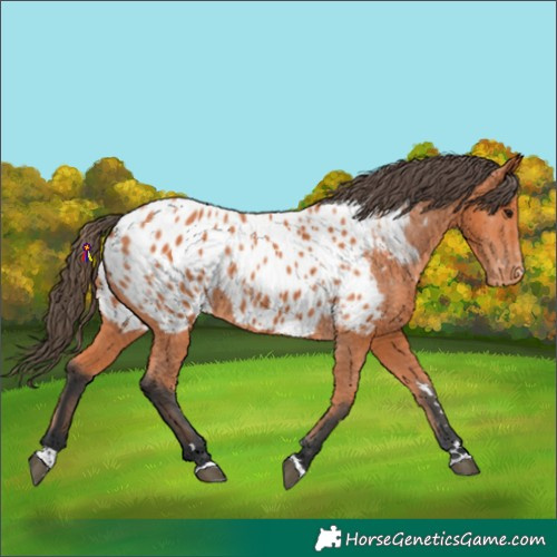 Horse Color:Bay Appaloosa 