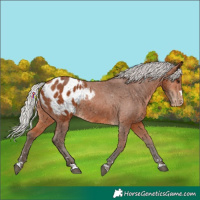 Horse Color:Silver Bay Appaloosa 