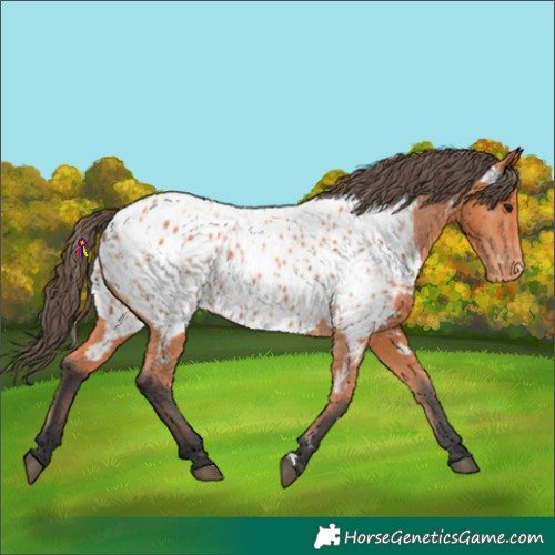 Horse Color:Bay Appaloosa 