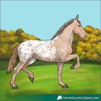 Horse Color:Chestnut Appaloosa