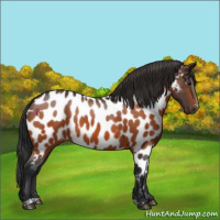 Horse Color:Bay Appaloosa