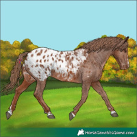 Horse Color:Chestnut Appaloosa