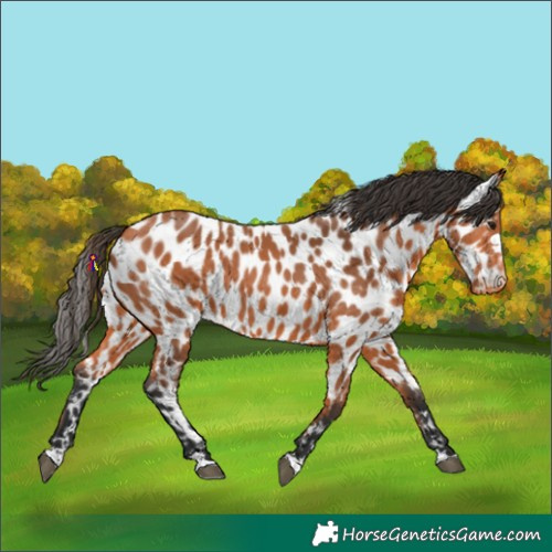 Horse Color:Bay Leopard