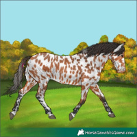 Horse Color:Bay Leopard 