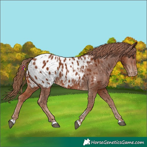 Horse Color:Chestnut Appaloosa 