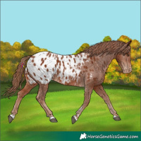 Horse Color:Chestnut Appaloosa 