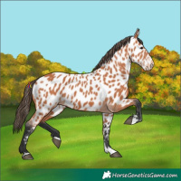 Horse Color:Bay Appaloosa 