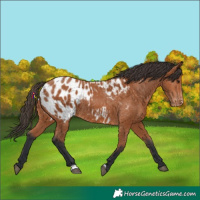 Horse Color:Bay Appaloosa 