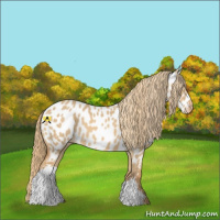Horse Color:Red Dun Appaloosa 