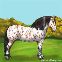 Horse Color:Bay Appaloosa 