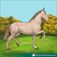 Horse Color:Chestnut Appaloosa 