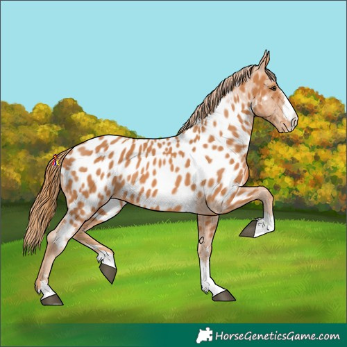 Horse Color:Chestnut Near Leopard