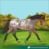 Horse Color:Bay Roan Appaloosa