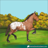 Horse Color:Bay Appaloosa 