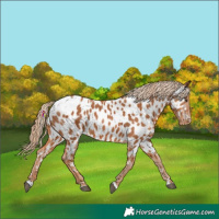 Horse Color:Chestnut Near Leopard