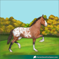 Horse Color:Bay Appaloosa 