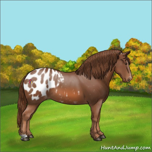 Horse Color:Chestnut Appaloosa