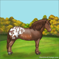 Horse Color:Chestnut Appaloosa 