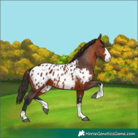 Horse Color:Bay Appaloosa