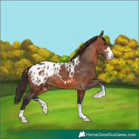 Horse Color:Bay Appaloosa 